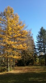 Herbst 1.jpg