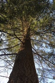 Baum von unten.JPG