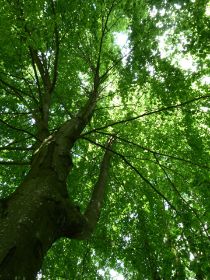 Baum von unten Sommer.JPG